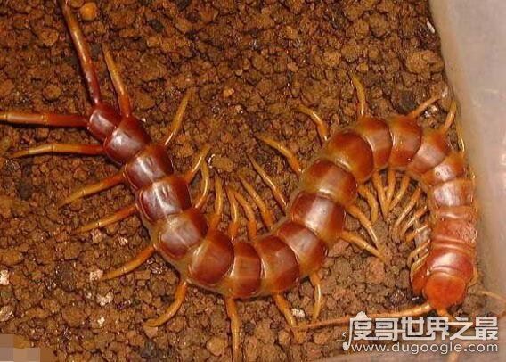 中国红巨龙蜈蚣,一种全身深红在古籍中被称为“天龙”的蜈蚣