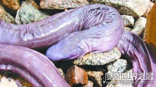 世界上长相最奇特的蛇，巴西盲蛇(外形酷似男人的小丁丁)