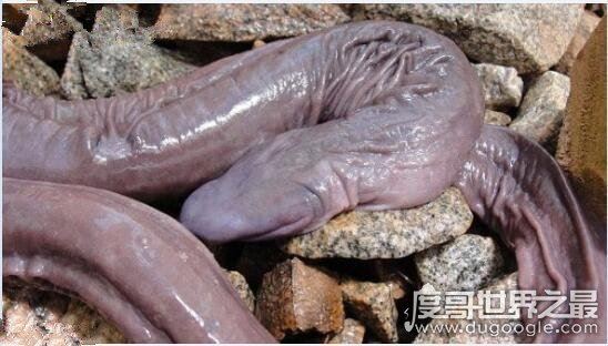 世界上长相最奇特的蛇，巴西盲蛇(外形酷似男人的小丁丁)