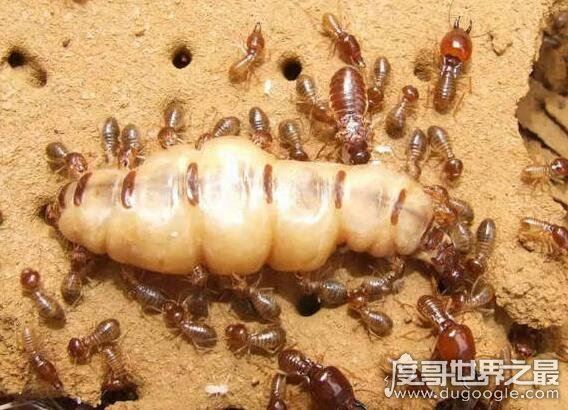白蚁蚁后是怎么产生的,详解母蚁建立帝国成为蚁后的过程