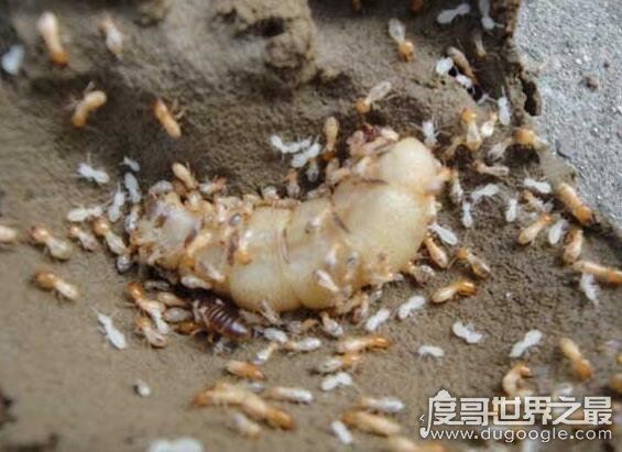 白蚁蚁后是怎么产生的，详解母蚁建立帝国成为蚁后的过程