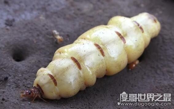 白蚁蚁后是怎么产生的，详解母蚁建立帝国成为蚁后的过程