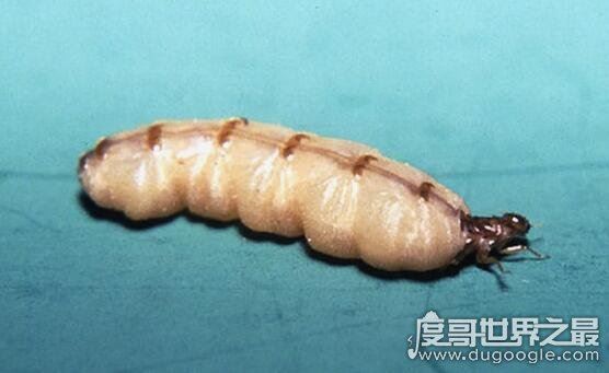 白蚁蚁后是怎么产生的,详解母蚁建立帝国成为蚁后的过程