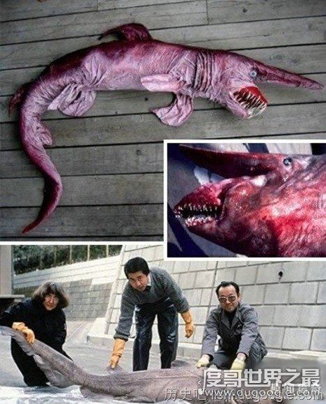 十大世界上最恐怖的动物，帝王蝎竟比眼镜蛇还可怕