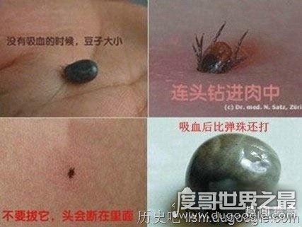 十大世界上最恐怖的动物,帝王蝎竟比眼镜蛇还可怕