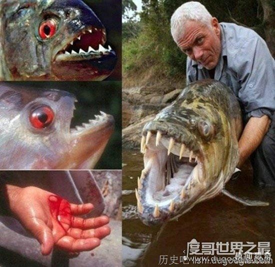 十大世界上最恐怖的动物，帝王蝎竟比眼镜蛇还可怕