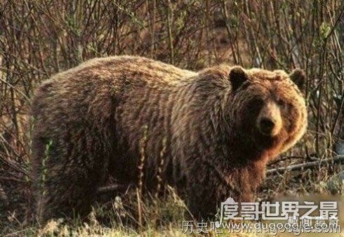 十大世界上最恐怖的动物,帝王蝎竟比眼镜蛇还可怕