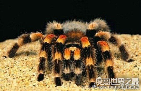 十大世界上最恐怖的动物，帝王蝎竟比眼镜蛇还可怕
