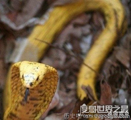 十大世界上最恐怖的动物,帝王蝎竟比眼镜蛇还可怕