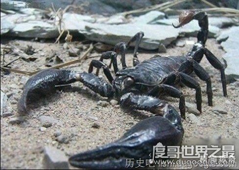 十大世界上最恐怖的动物，帝王蝎竟比眼镜蛇还可怕