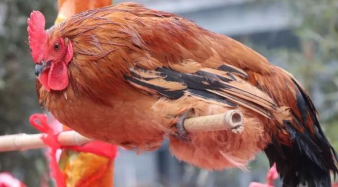 揭秘湘西定鸡术原理，鸡特有的器官特征导致