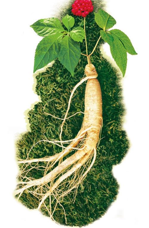 世界上最老的人参，看一眼都感觉神清气爽（延年益寿）