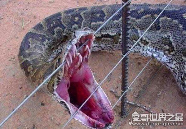 09年广西桂平挖蛇事件真假,挖出长16米/重600斤巨蛇(谣言)