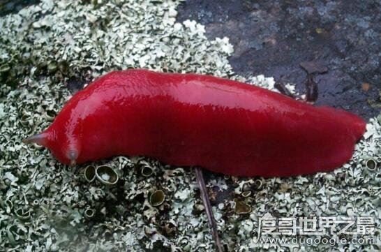 恐怖的幽灵蛞蝓，食肉鼻涕虫以蚯蚓为食(有害物种)