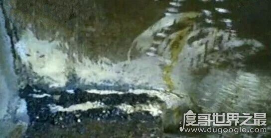 81年香港温莎大厦狐仙事件真相,狐仙事件回顾(传闻而已)