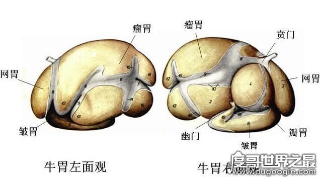 猪牛的黄喉是什么部位,是猪牛心室的大动脉血管(主动脉)