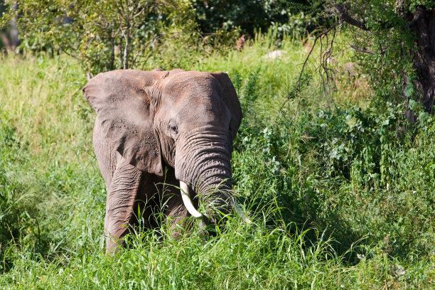 世界上最长寿命的大象，世界上活的最久的大象年龄达90多岁
