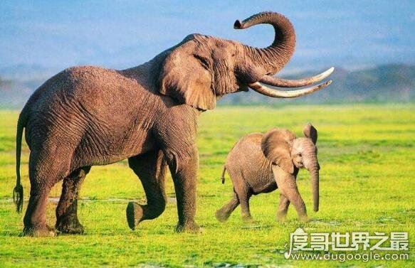 世界上最长寿命的大象，世界上活的最久的大象年龄达90多岁