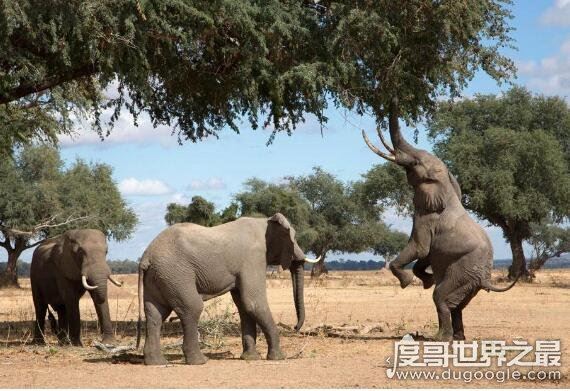 世界上最长寿命的大象，世界上活的最久的大象年龄达90多岁