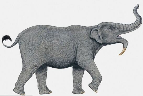 世界上最长寿命的大象，世界上活的最久的大象年龄达90多岁