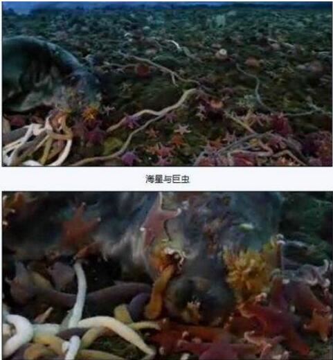 世界上最大的虫子,2011年时发现的南极巨虫长达55米