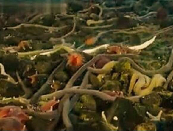 世界上最大的虫子，2011年时发现的南极巨虫长达55米