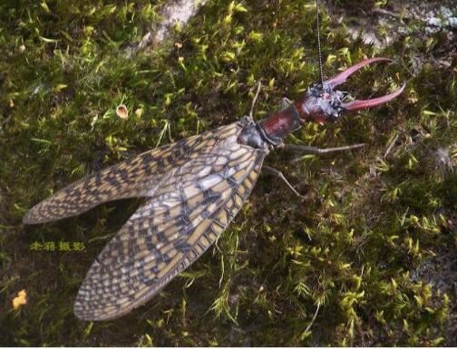 世界上最大的虫子，2011年时发现的南极巨虫长达55米