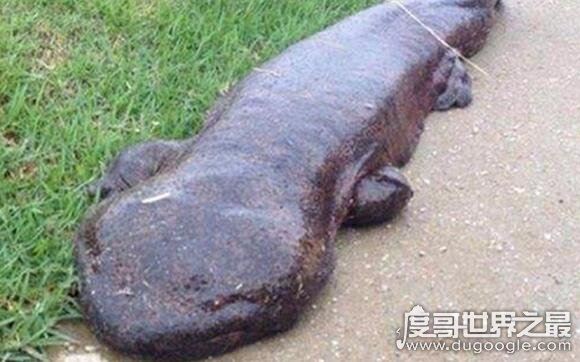 世界上最大的娃娃鱼，身长近2米的大鲵笨笨年龄近200岁