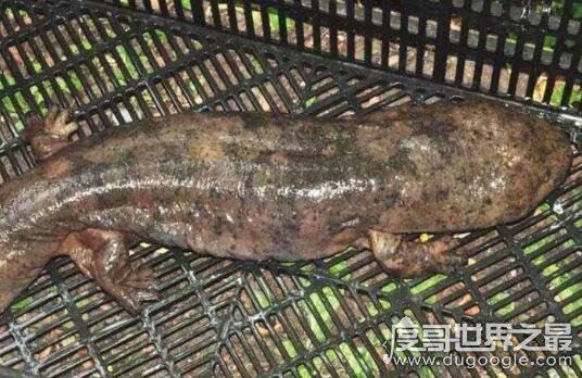 世界上最大的娃娃鱼，身长近2米的大鲵笨笨年龄近200岁