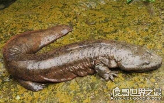 世界上最大的娃娃鱼，身长近2米的大鲵笨笨年龄近200岁