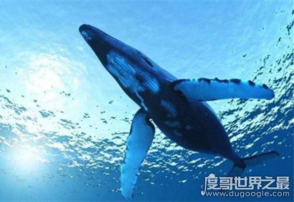 世界上最大的哺乳动物,蓝鲸长33米/重181吨(等于3000个成人体重)