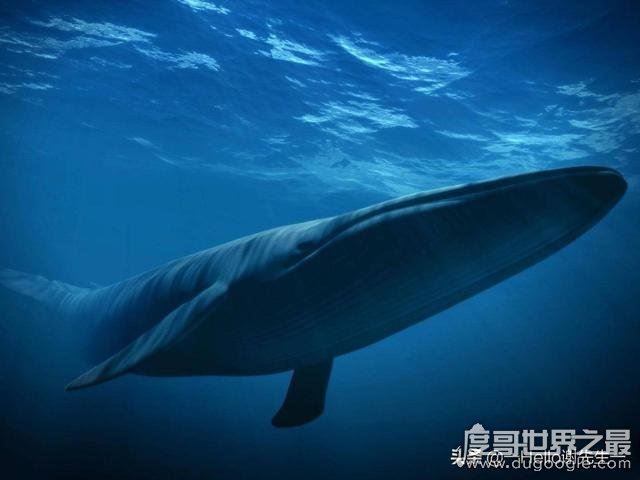 世界上最大的哺乳动物，蓝鲸长33米/重181吨(等于3000个成人体重)