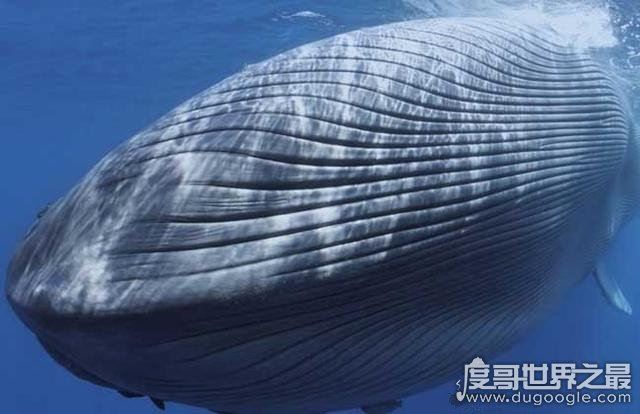 世界上最大的哺乳动物,蓝鲸长33米/重181吨(等于3000个成人体重)