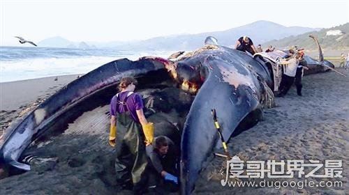 世界上最大的哺乳动物,蓝鲸长33米/重181吨(等于3000个成人体重)