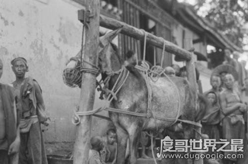 中国十大禁菜,浇驴肉残忍程度排名第一(活吃猴脑也在列)