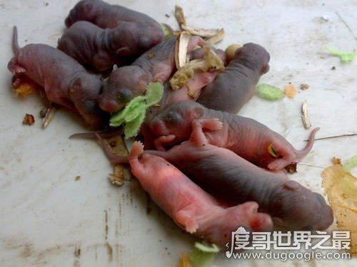 中国十大禁菜，浇驴肉残忍程度排名第一(活吃猴脑也在列)