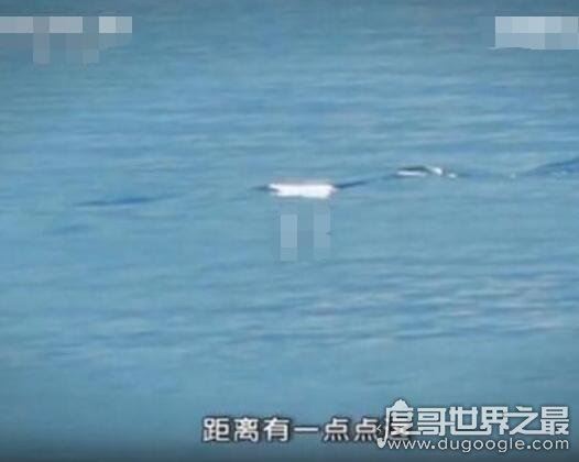 赛里木湖水怪之谜，是一种像帆船底的白色生物(整体长度有4米)
