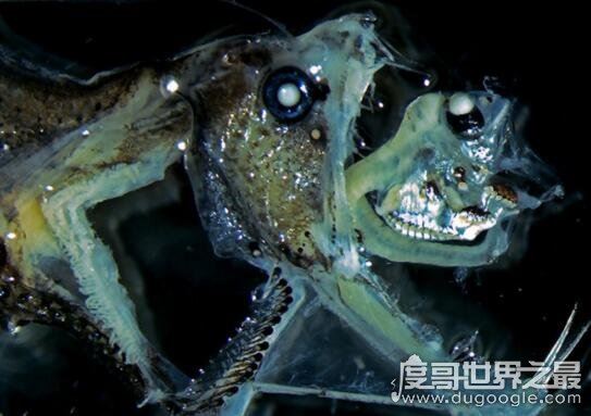 深海毒蛇鱼，长着毒蛇一般的獠牙(嘴里都放不下)