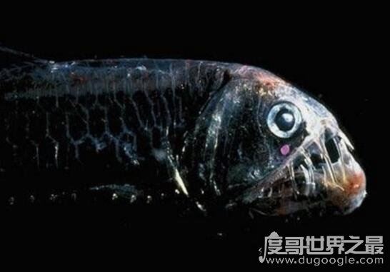 深海毒蛇鱼，长着毒蛇一般的獠牙(嘴里都放不下)