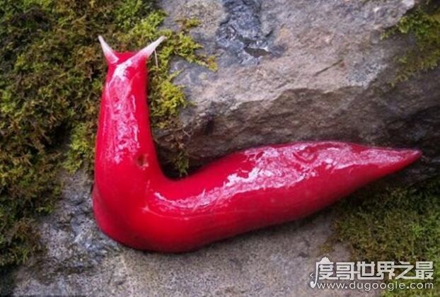 世界上最大的巨型鼻涕虫图片,巨型粉红鼻涕虫长达20厘米