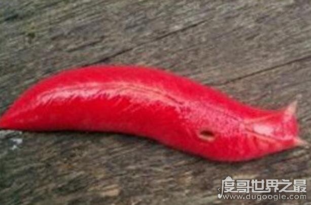 世界上最大的巨型鼻涕虫图片，巨型粉红鼻涕虫长达20厘米