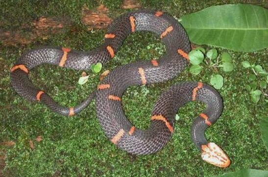 世界十大最罕见的蛇类，长有两个脑袋的双头蛇你见过吗