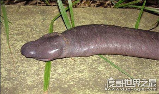 世界十大最罕见的蛇类，长有两个脑袋的双头蛇你见过吗