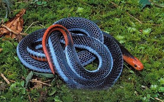 世界十大最罕见的蛇类，长有两个脑袋的双头蛇你见过吗