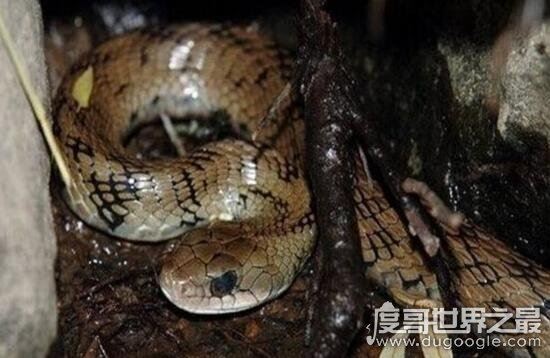 世界十大最罕见的蛇类,长有两个脑袋的双头蛇你见过吗