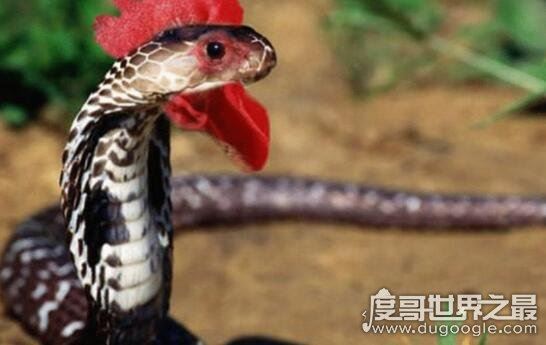 世界十大最罕见的蛇类，长有两个脑袋的双头蛇你见过吗