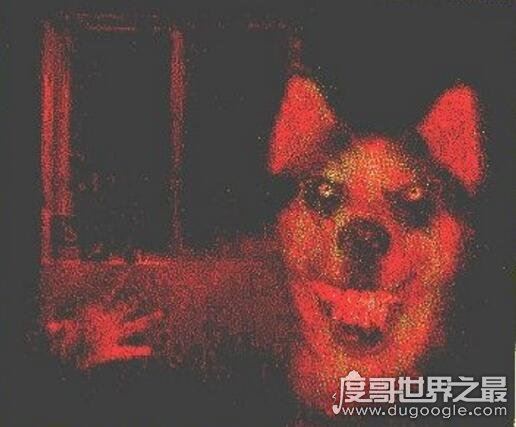 smile.jpg微笑狗是什么,恐怖图片微笑狗为什么吓人