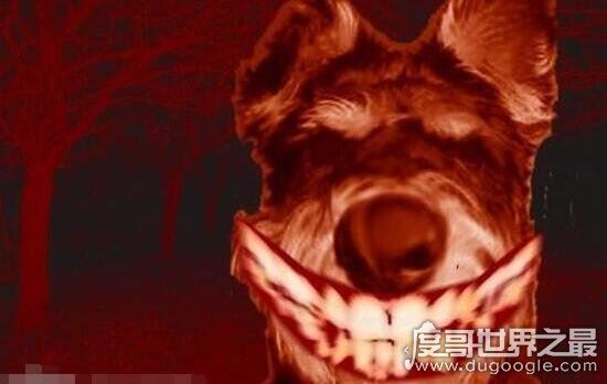 smile.jpg微笑狗是什么,恐怖图片微笑狗为什么吓人