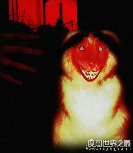 smile.jpg微笑狗是什么，恐怖图片微笑狗为什么吓人