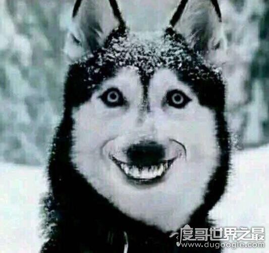 smile.jpg微笑狗是什么,恐怖图片微笑狗为什么吓人